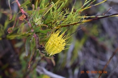 Leucospermum gracile