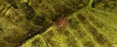 Dendropsophus microcephalus