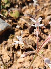 Pelargonium campestre
