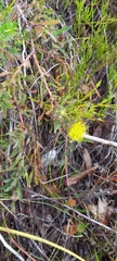 Leucospermum gracile