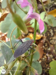 Jadera parapectoralis