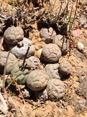 Euphorbia globosa