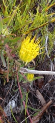 Leucospermum gracile