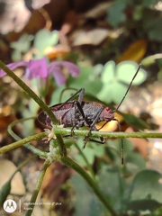 Jadera parapectoralis