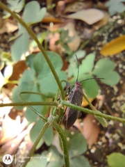 Jadera parapectoralis