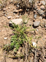 Anginon rugosum