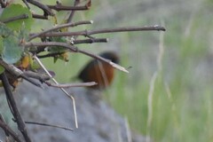 Poospiza rubecula