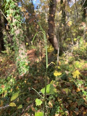 Smilax
