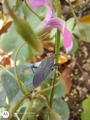 Jadera parapectoralis