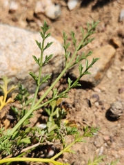 Anginon rugosum