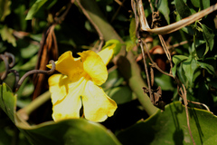 Dolichandra unguis-cati