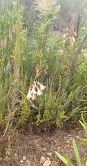 Watsonia fourcadei