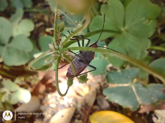 Jadera parapectoralis