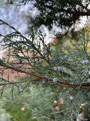 Juniperus