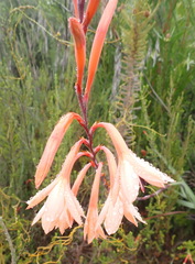 Watsonia fourcadei