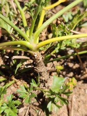 Anginon rugosum