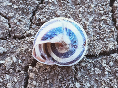 Caucasotachea vindobonensis