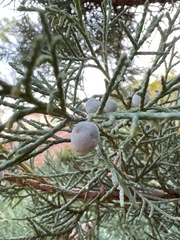 Juniperus