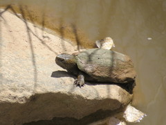 Kinosternon sonoriense