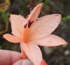 Watsonia fourcadei