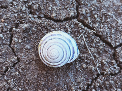 Caucasotachea vindobonensis