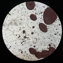 Talaromyces