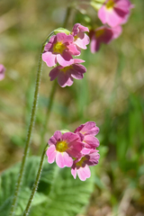 Primula