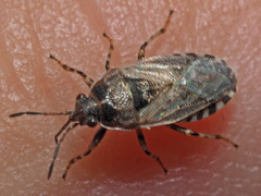 Platyplax salviae