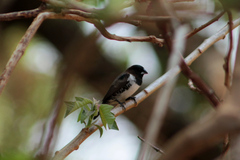 Spermestes cucullata