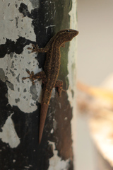 Lygodactylus
