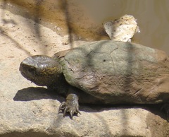 Kinosternon sonoriense