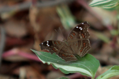Junonia natalica natalica