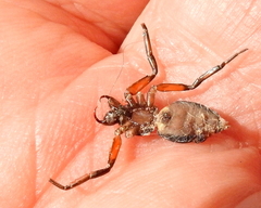 Platyoides walteri