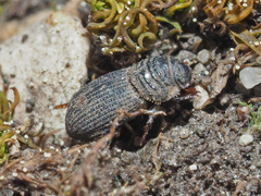 Rhyssemus germanus