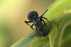 Polyrhachis schistacea