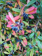 Berberis