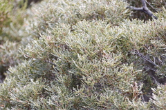 Morella quercifolia
