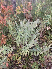 Lithospermum occidentale