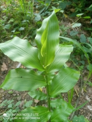 Dichanthelium
