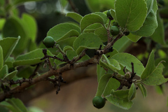 Flacourtia indica