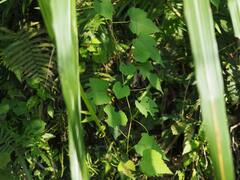 Ampelopsis glandulosa hancei