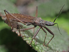 Pygolampis bidentata