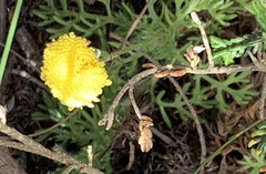 Cotula discolor