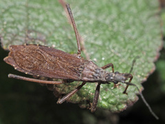 Pygolampis bidentata