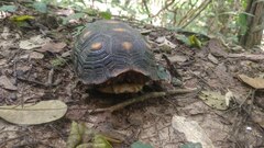 Chelonoidis carbonarius