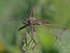 Pygolampis bidentata