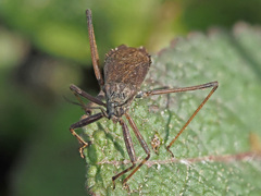 Pygolampis bidentata