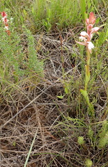 Satyrium acuminatum