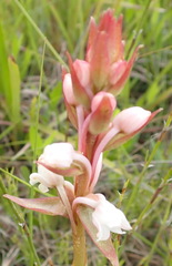 Satyrium acuminatum