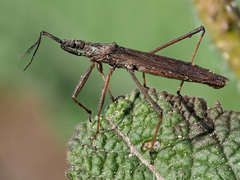 Pygolampis bidentata